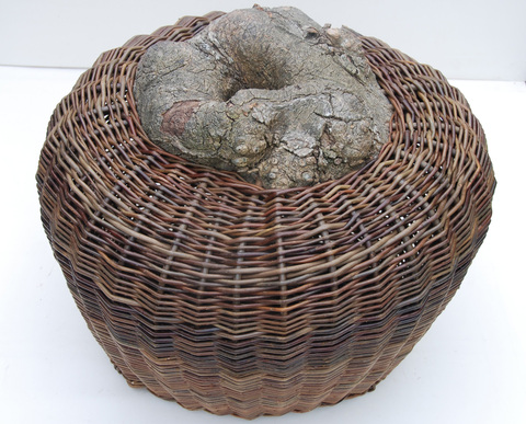 001_a__another_view_ofsitting_solidly_large_pod__view_2__1__main