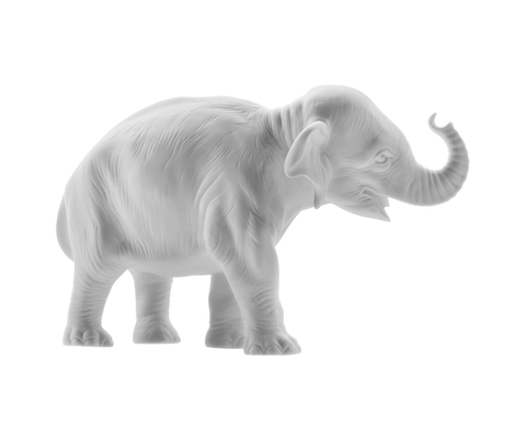 18.606_young_elephant_trunk_up_white_bis_main