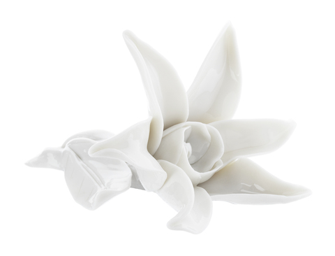 12.043_star_flower_white_main