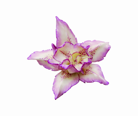 18627_iris_bemalt_main